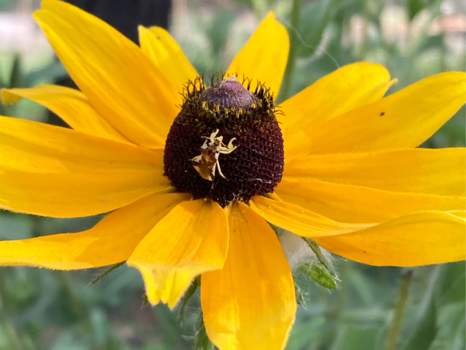 Meet the jagged ambush bug, perched perfectly on a black-eyed Susan.