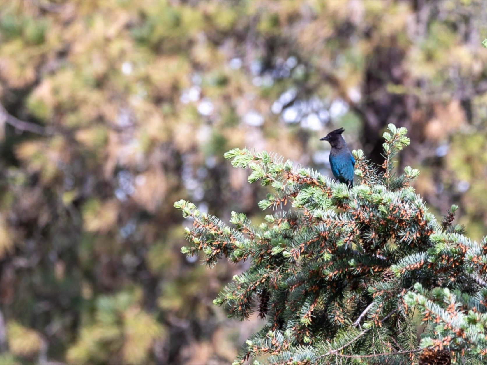 A picture of a steller's jay in Cashmere, Wa.