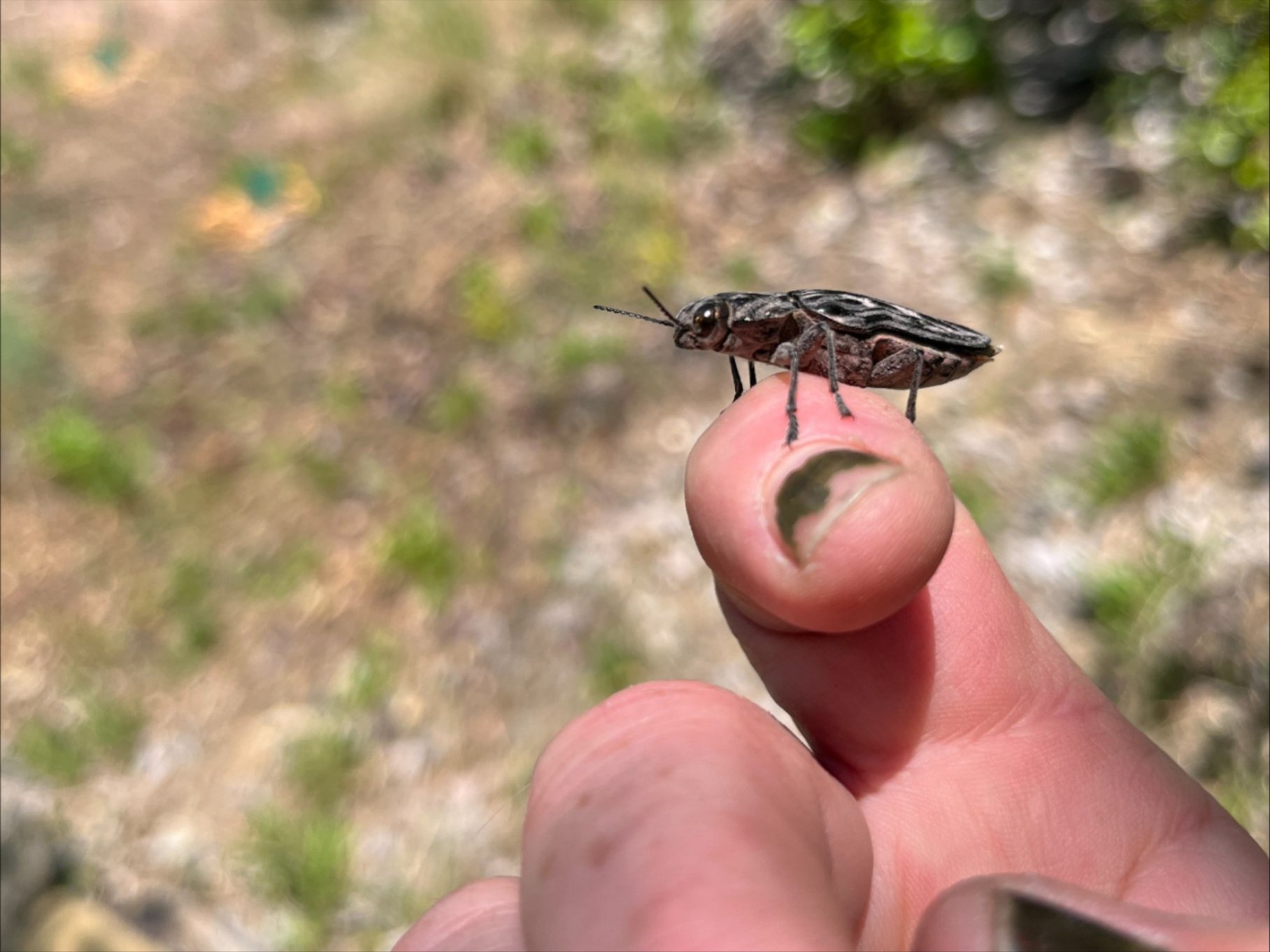 Western Sculptured Pine Borer