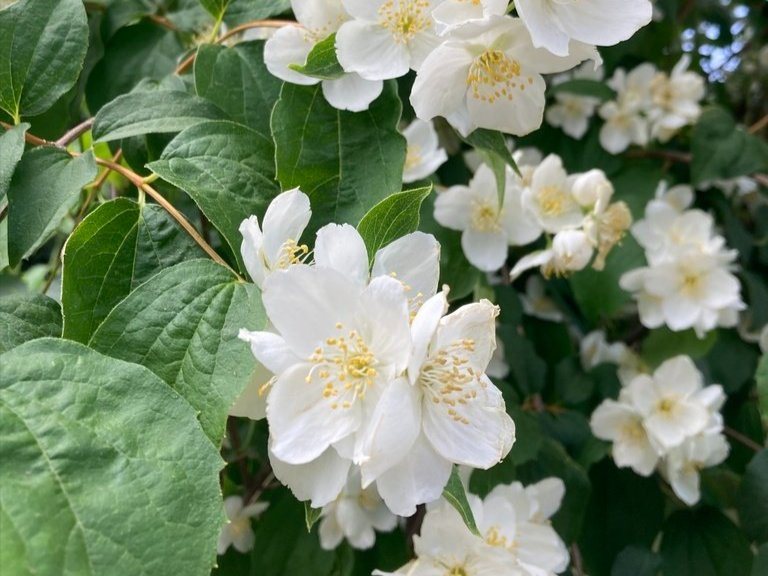 mock orange