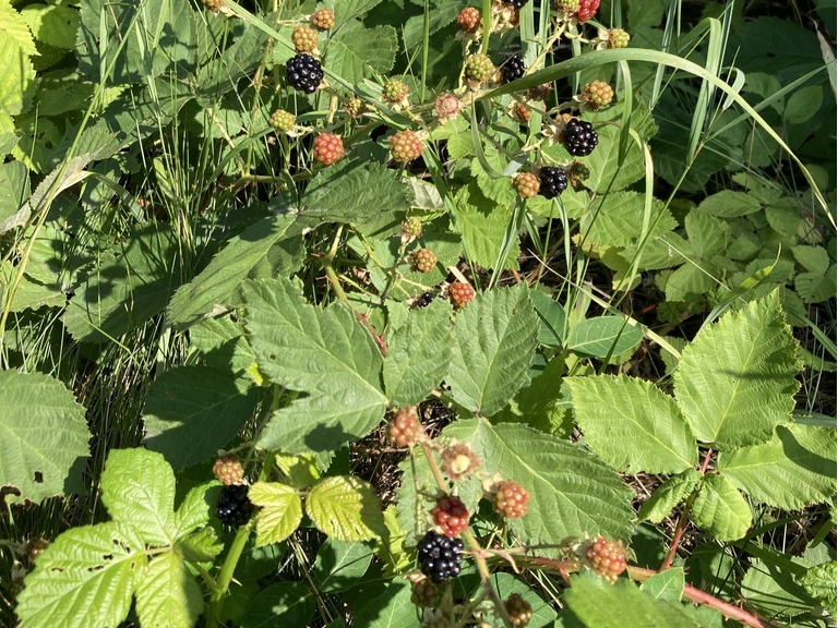 Blackberry bush ready to pick at Wenatchee River Institute.