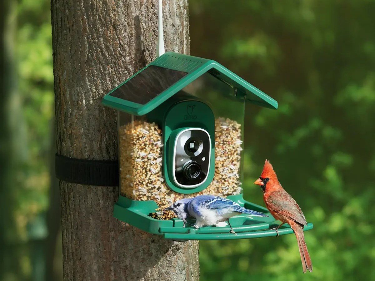 Kingsyard Smart Bird Feeder with birds eating in front of the camera.