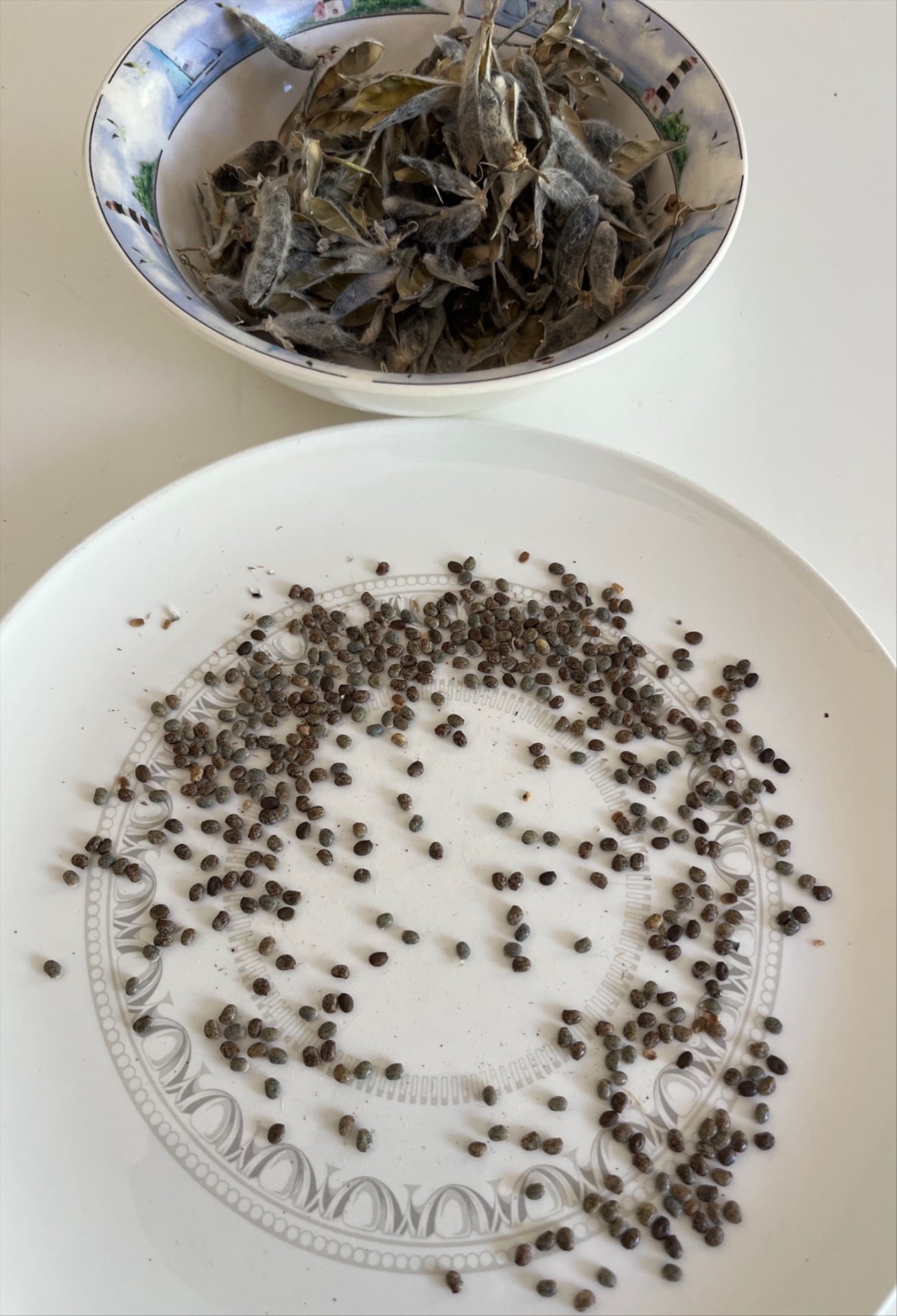 Bigleaf Lupine seeds on a plate with the pods in a bowl.