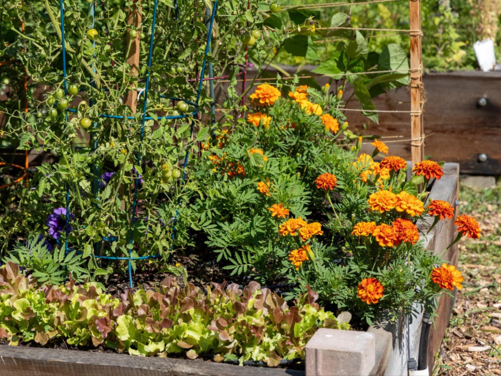 WRI volunteers ready to pick up trash around the campus.