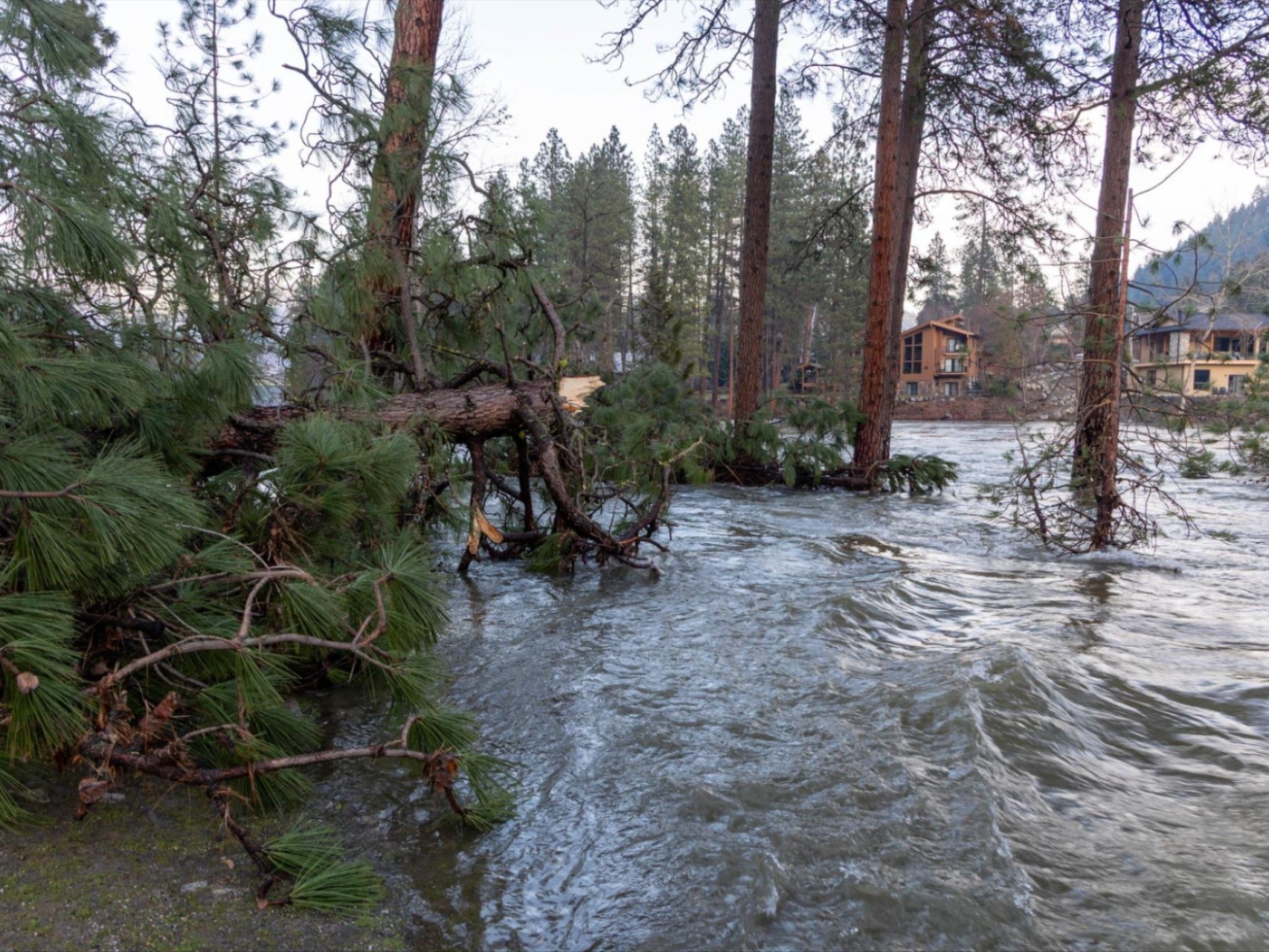 An image of the flooded Wenatchee River and a downed tree as a result of the December 2025 atmospheric river storm.