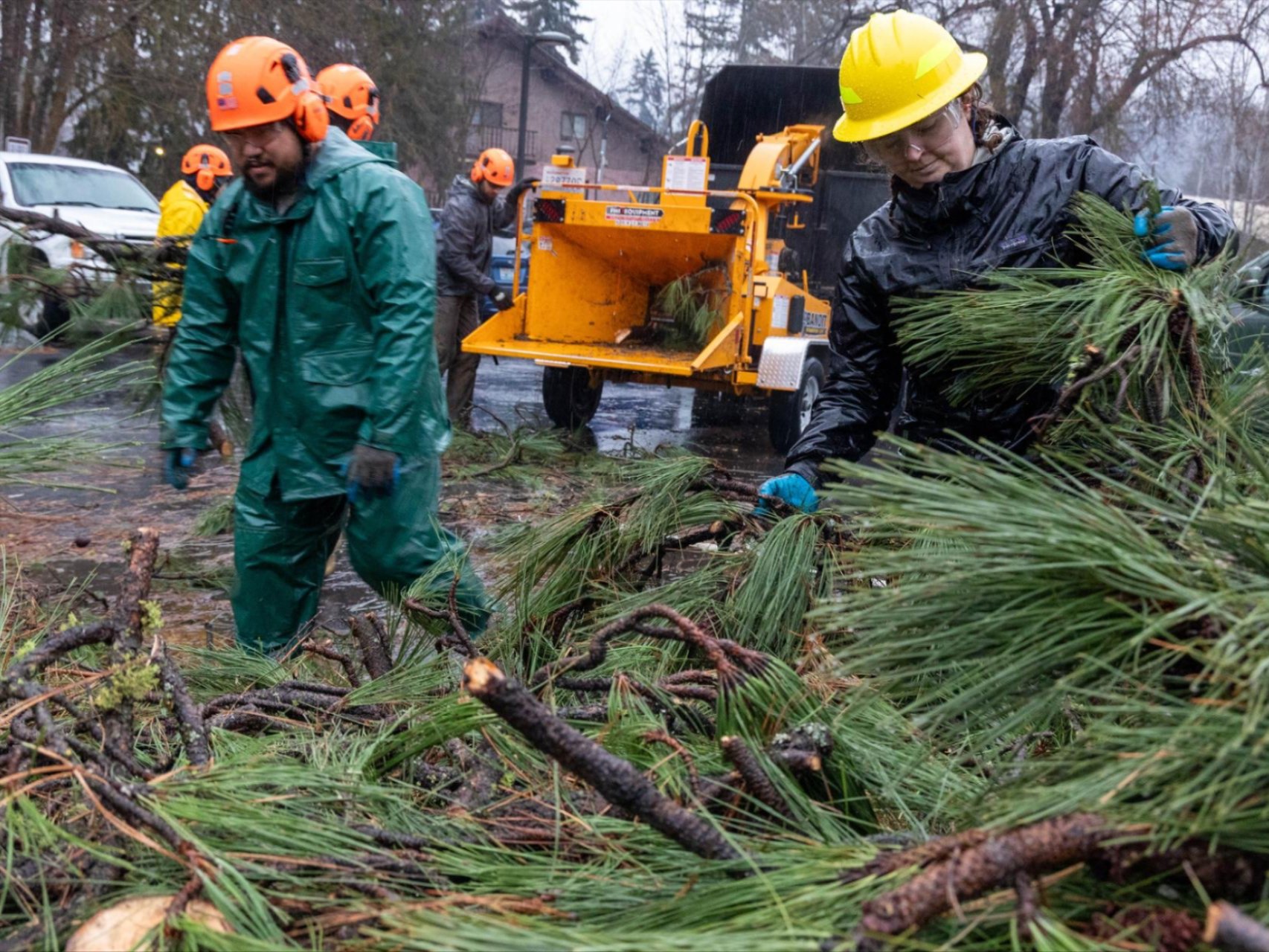 A crew of workers collecting brush and putting it in a wood chipper.