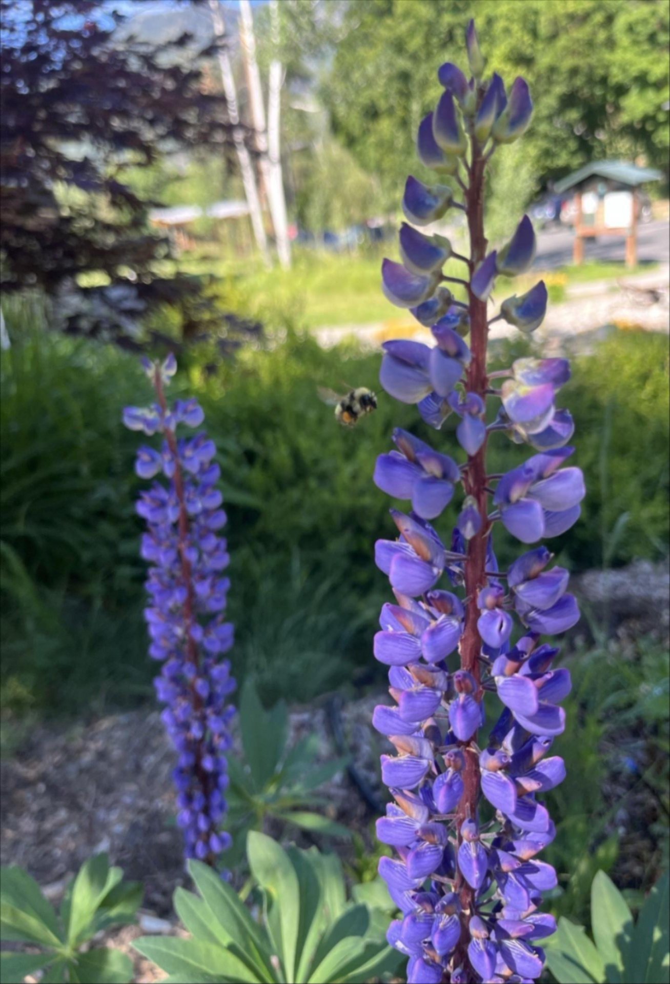 Big Leaf Lupines with a bee flying to pollinate. 