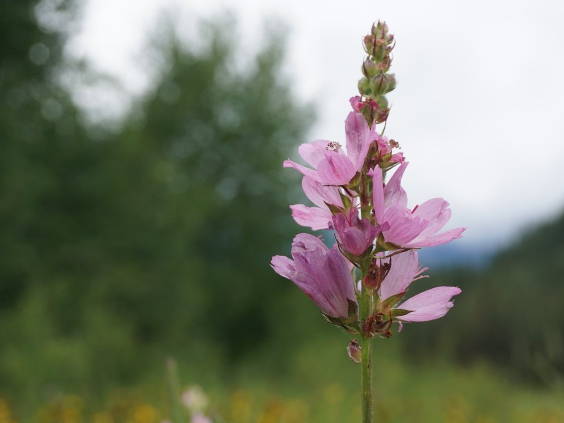 Photo: wenatchee-mountains-checker-mallow- A. LaValle USFWS,