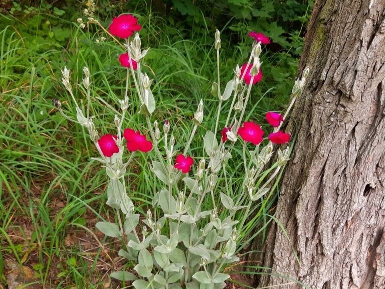 Non-native plant, rose campion with its silvery white foliage and hot magenta flowers