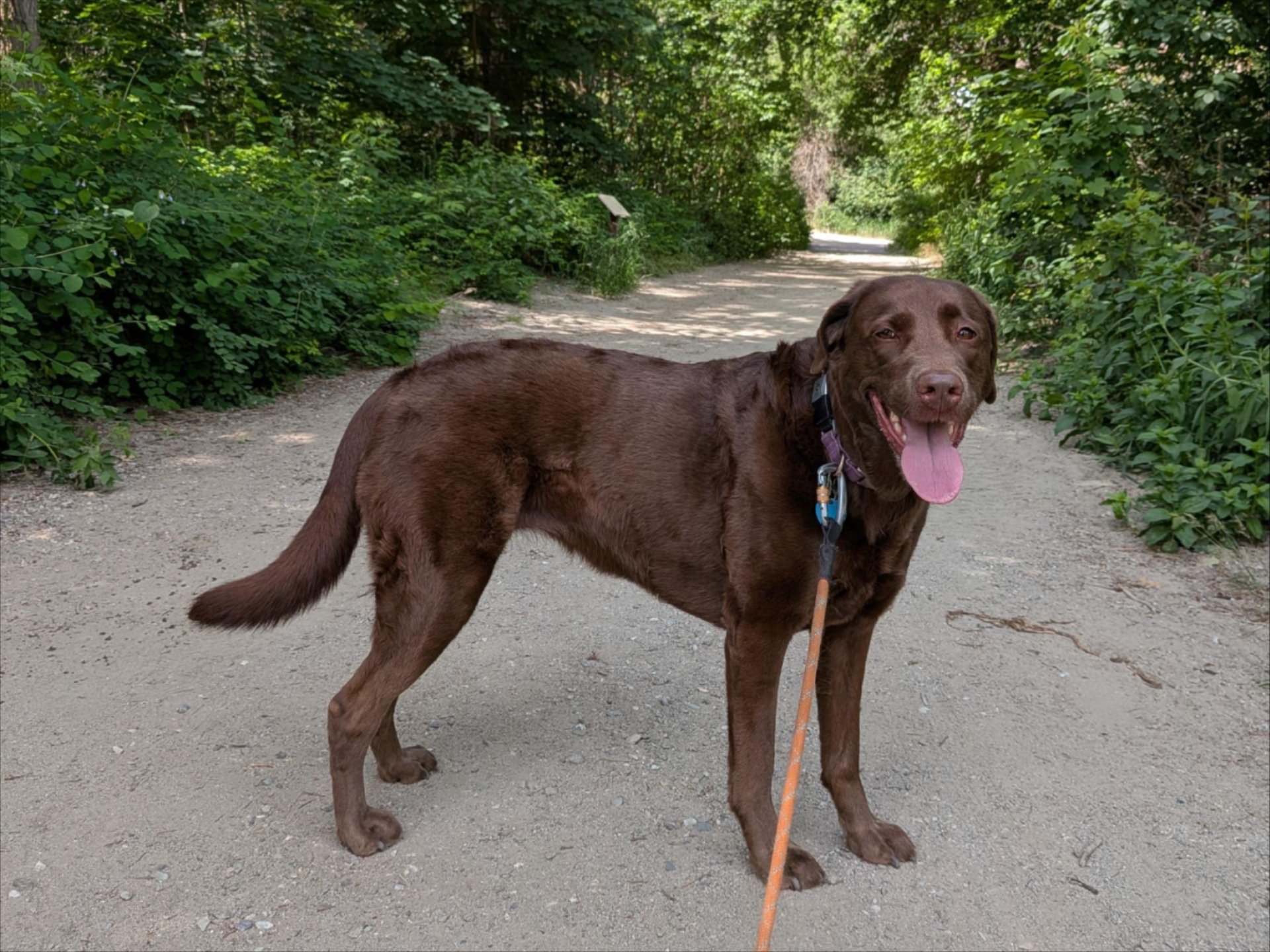Chocolate Lab walking on the trails by WRI on a leash.