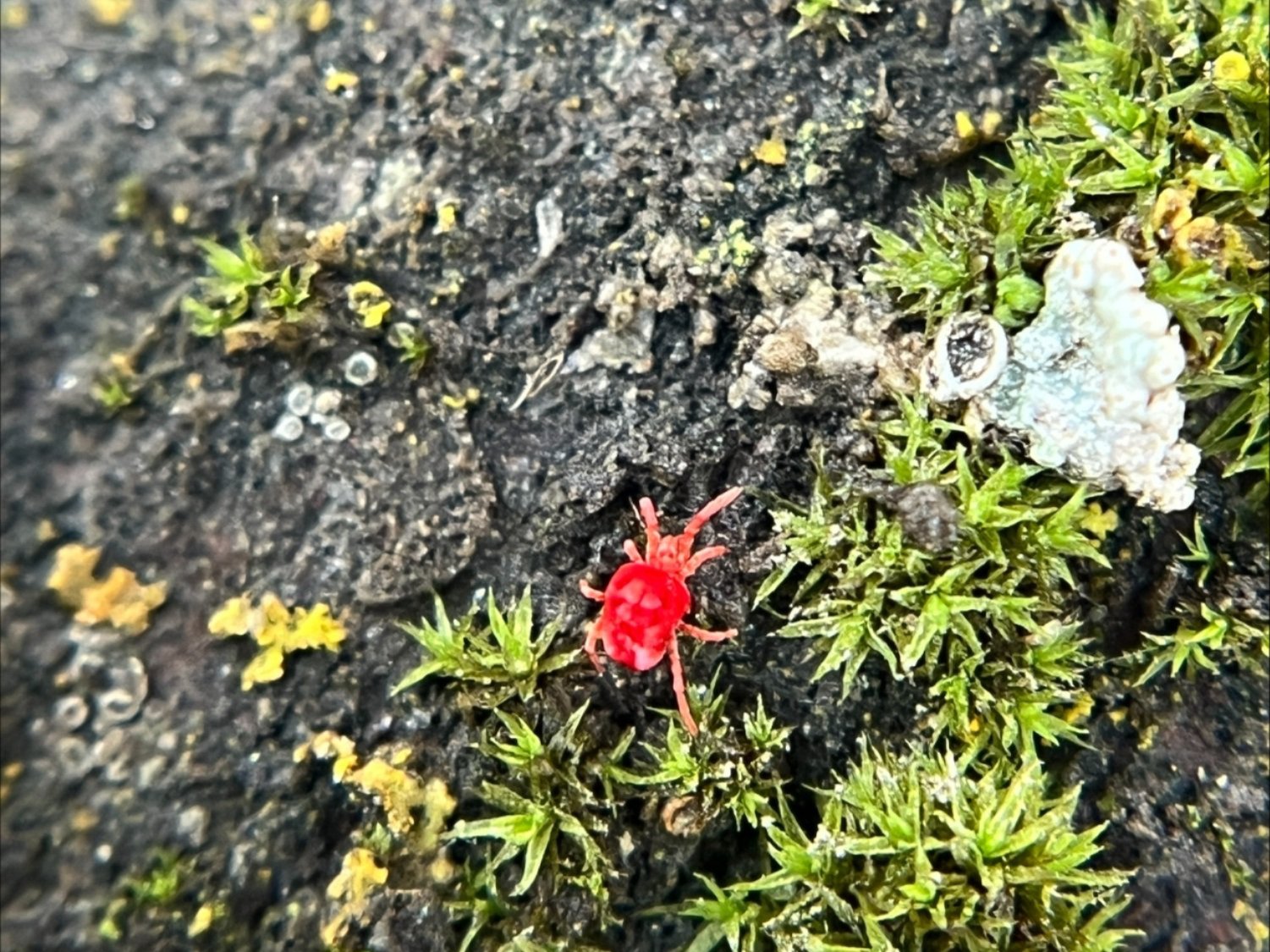 Photo of velvet mite on a rock and lichen covered surface.