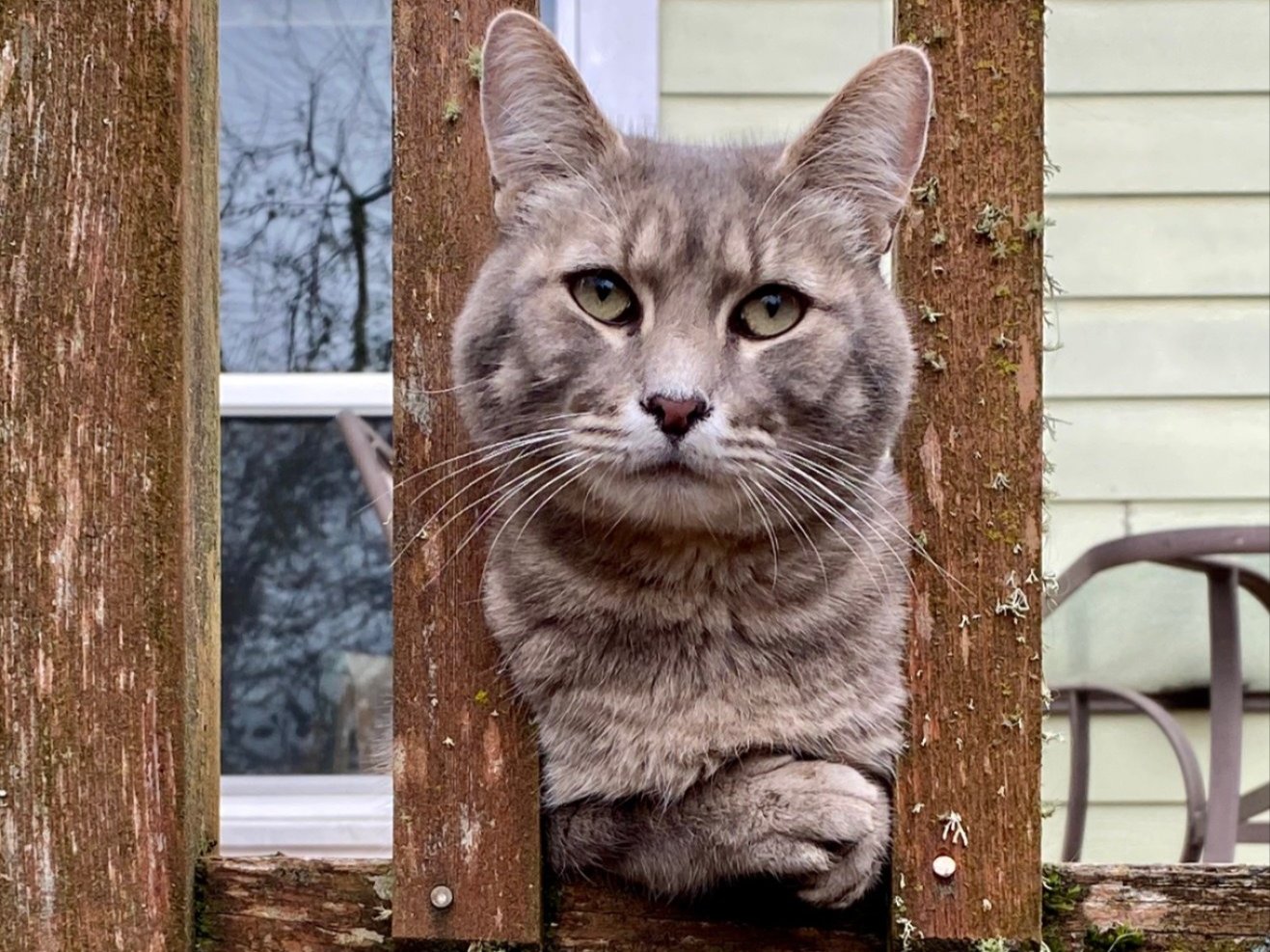 Image of a cat on a porch with its head through the fence posts.