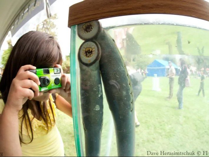 An image of a young girl taking a photo of a Pacific Lamprey with a disposable camera