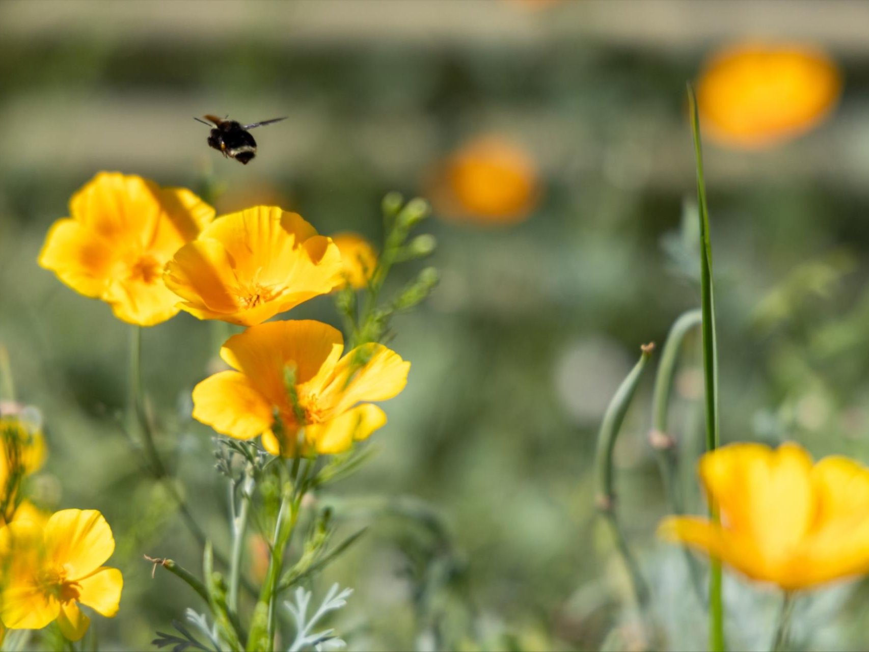 Photo of a bumblebee off to pollinate some flowers on the WRI campus.