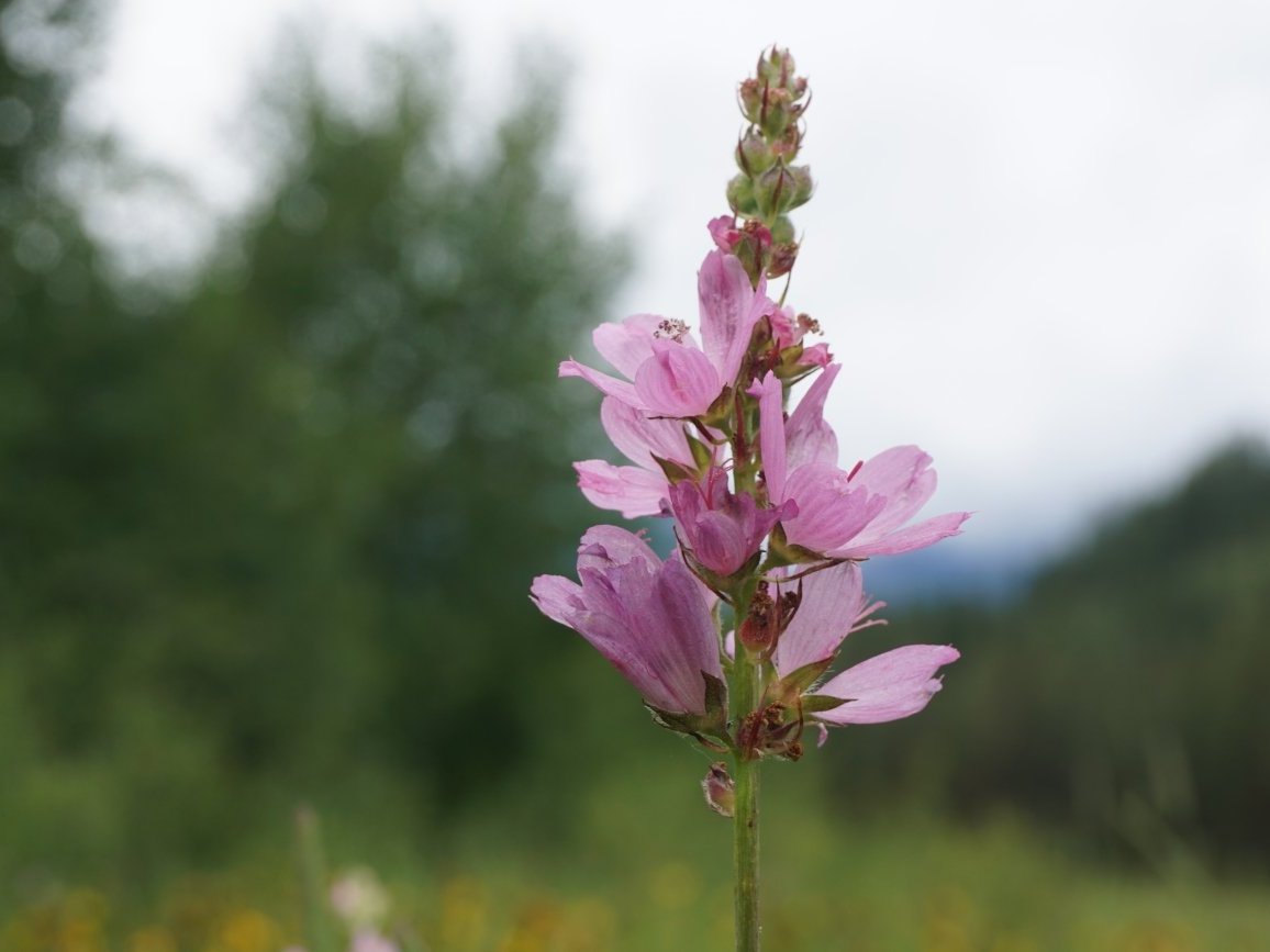 Image of Checker Mallow A LaValle USFWS