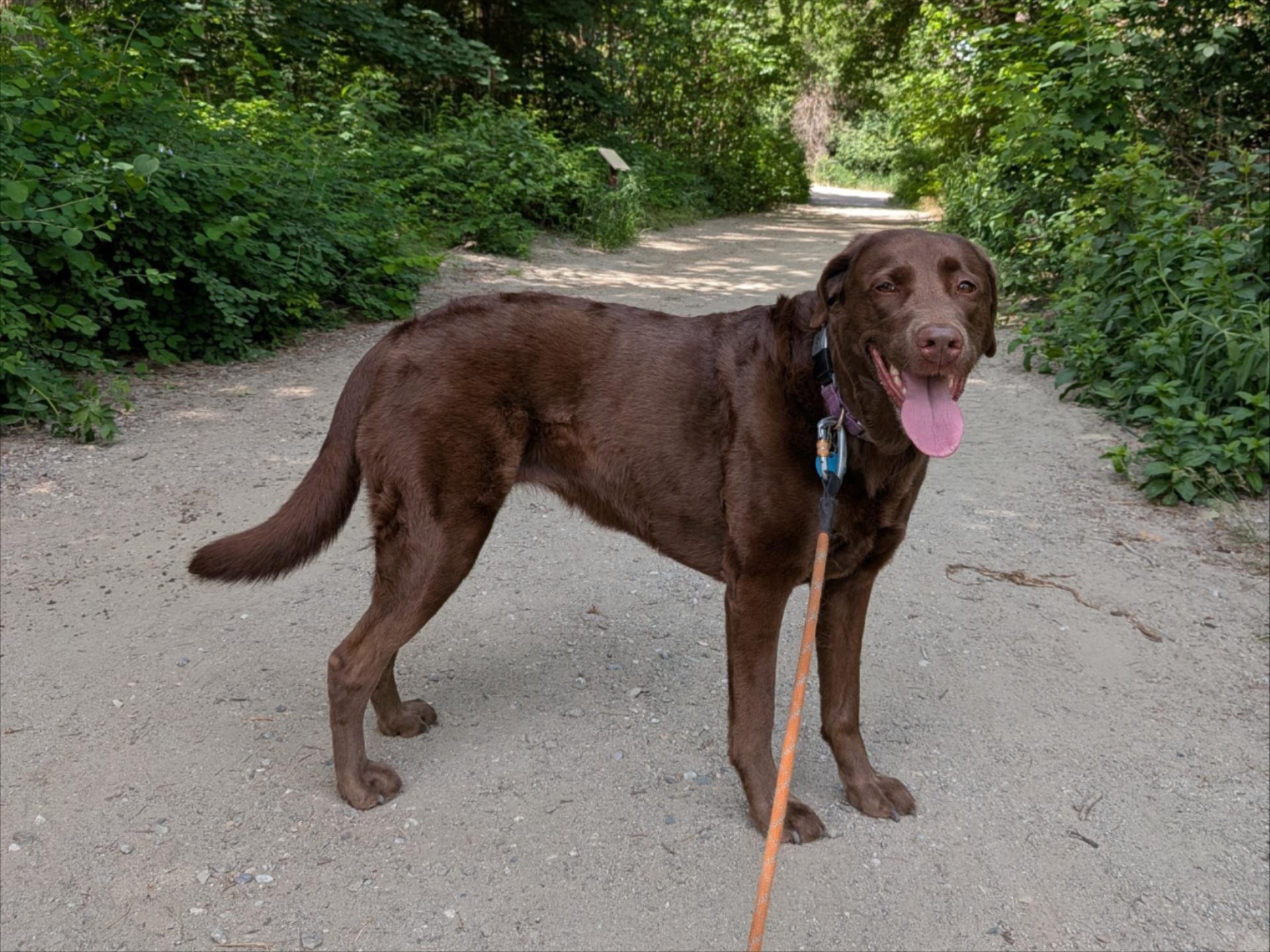 A photo of Skye Pie walking on the trail in Leavenworth.