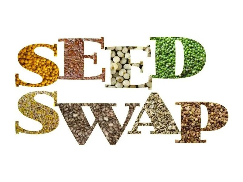 Picture of a butterfly on white flowers