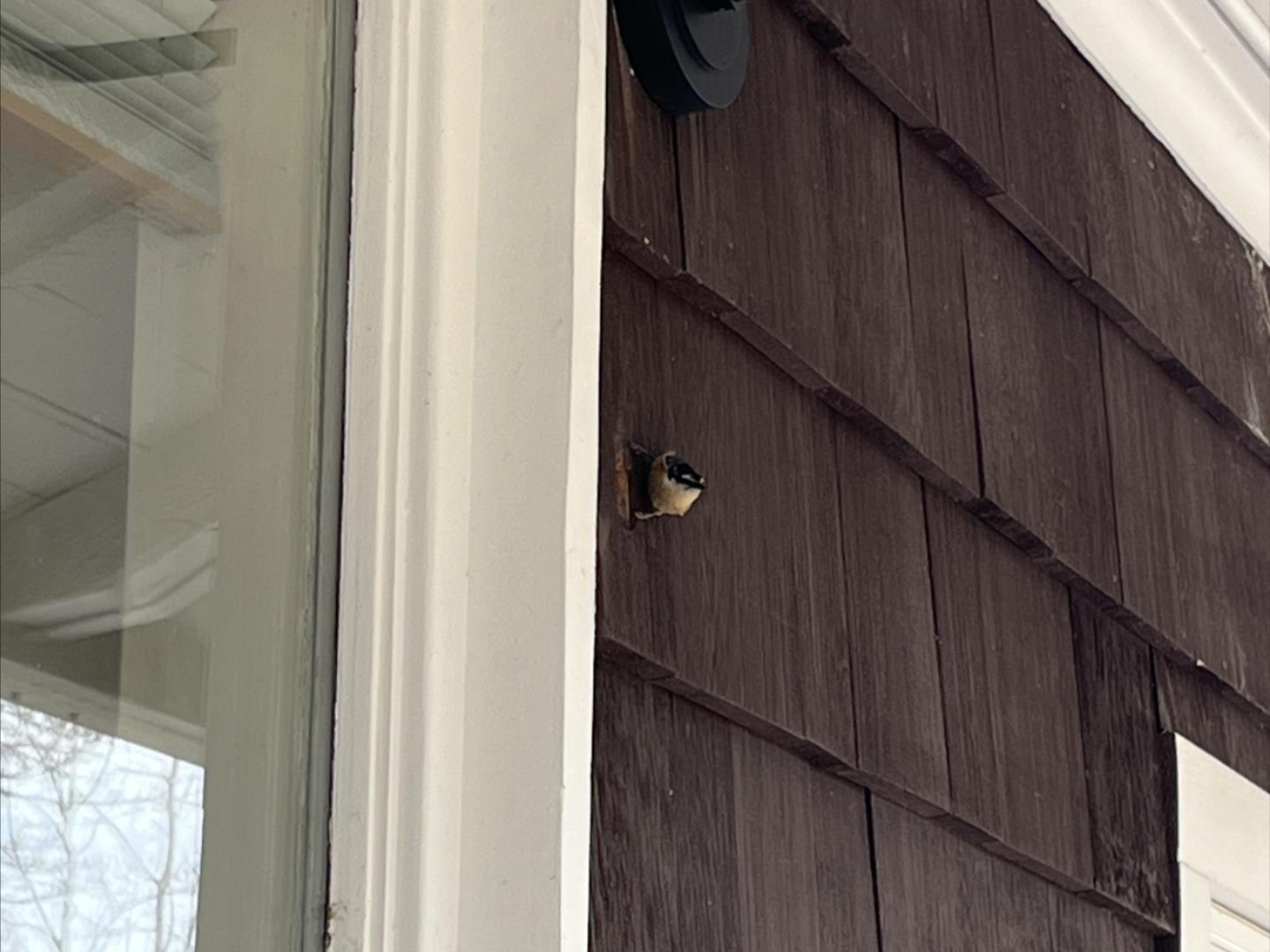 Red-breasted Nuthatch in an old bolt hole.