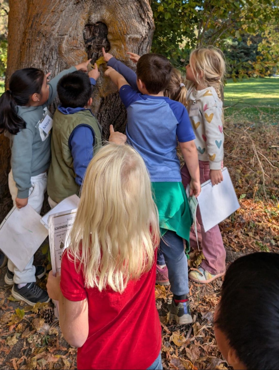 Students looking and pointing at a tree knot.