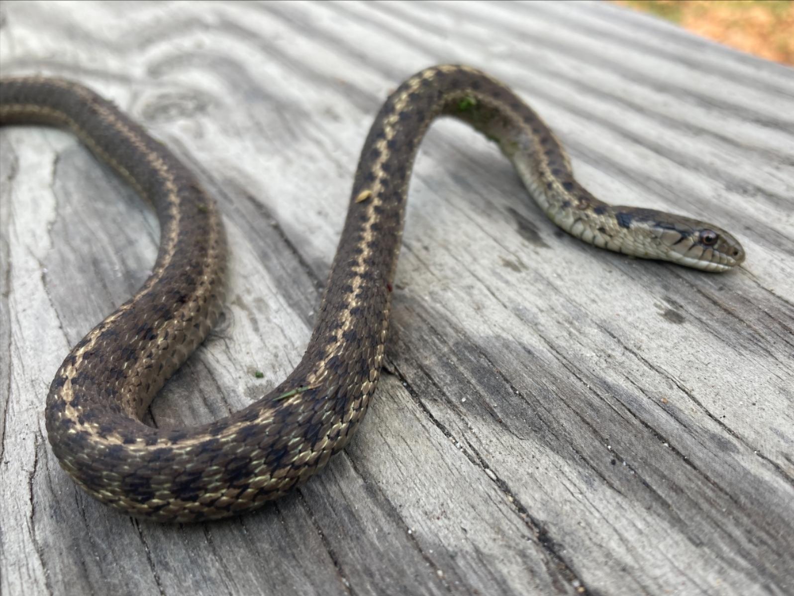 Image of a garter snake on a picnic table.