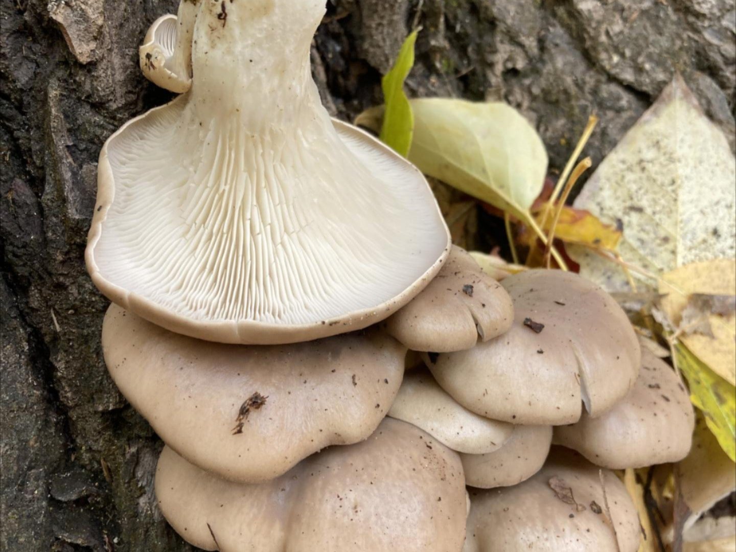 A picture of a conference room of people during the Move Beyond Land Acknowledgement retreat held at Sleeping Lady Resort.