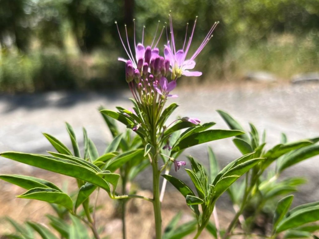 Rocky Mountain bee plant