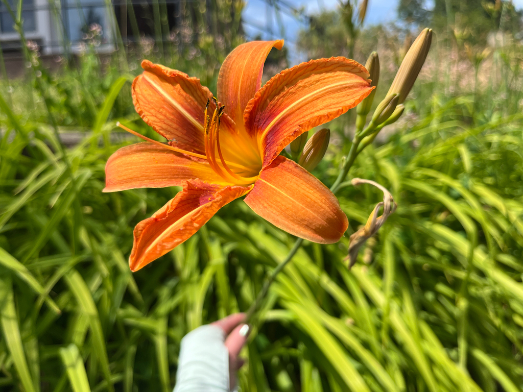orange daylilies