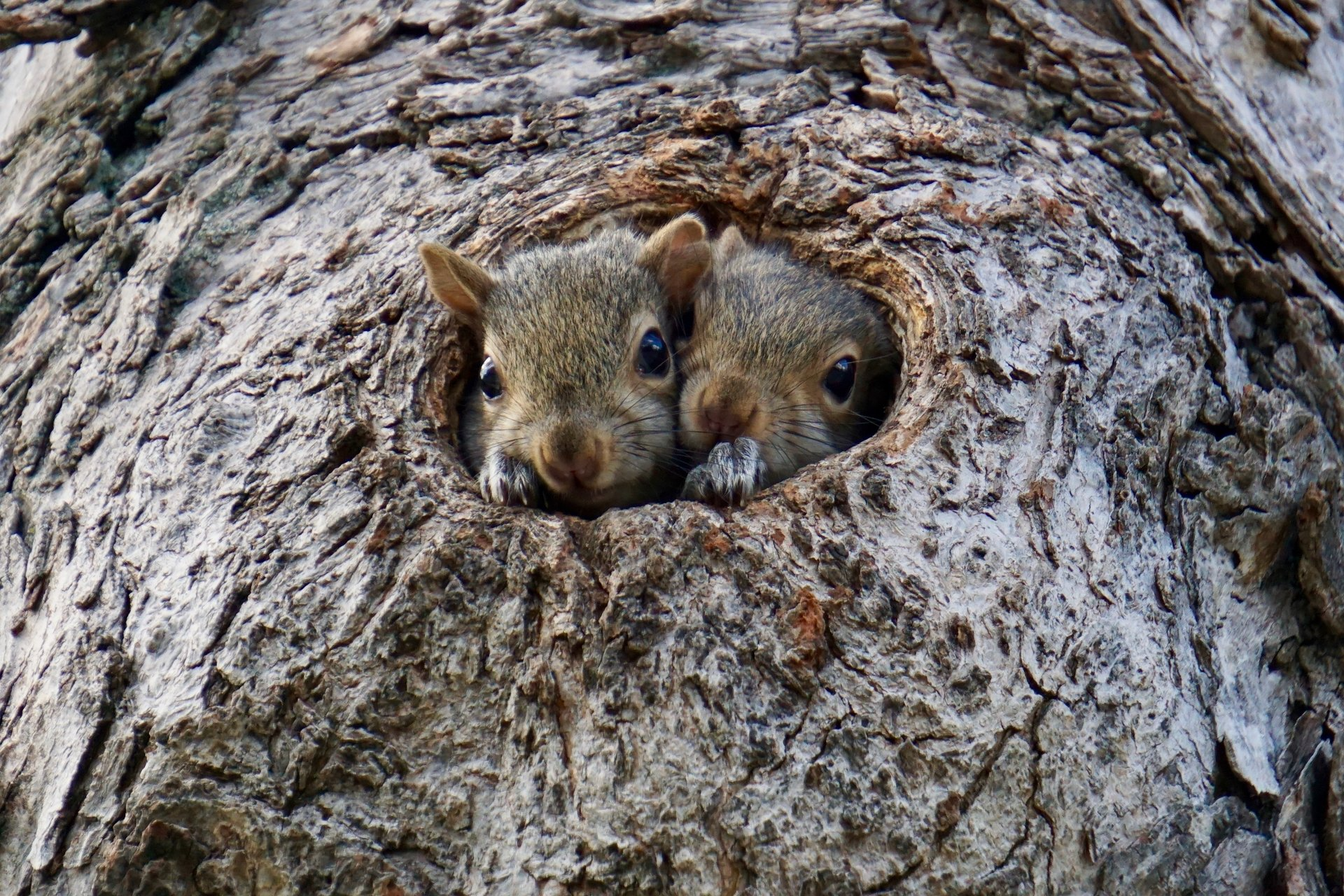 Image of two squirrels poking their heads out of a hole in a tree. Photo by Photo by Laura Sisitzky.