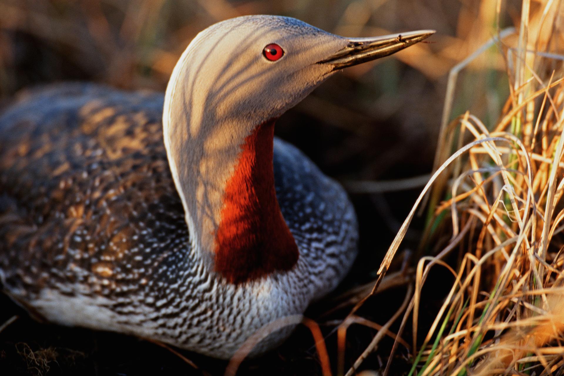 A close up photograph of a red-throated loon sitting among dry, tan grass and looking slightly to the top right of the image with a bright red eye.